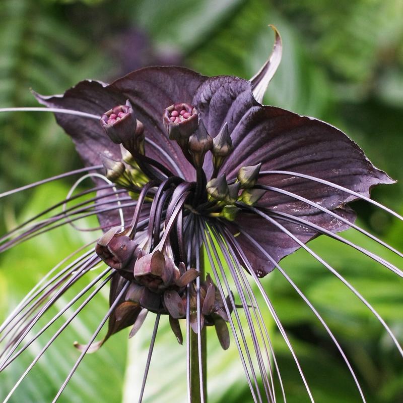 Bat Flower seeds