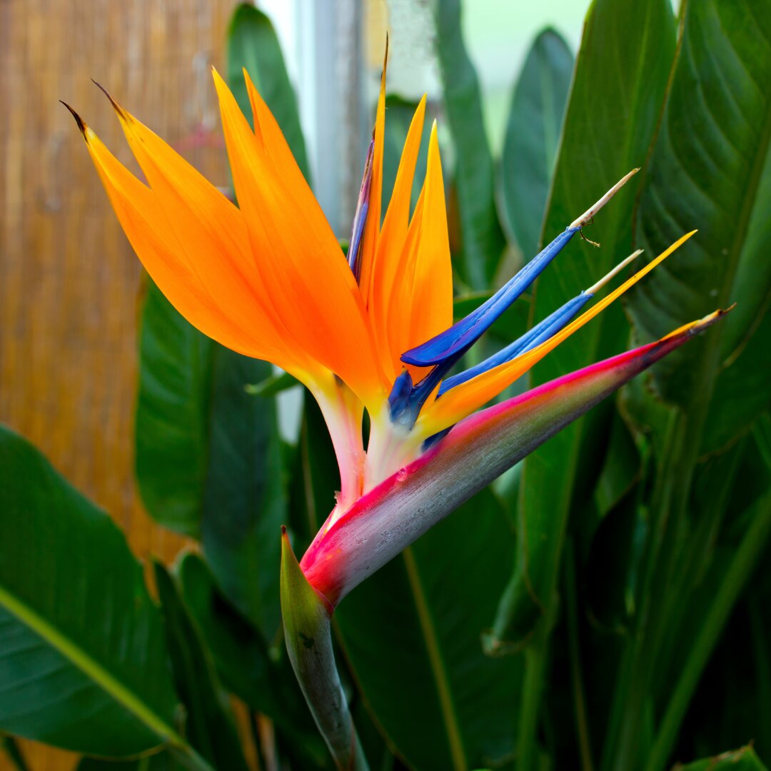 Bird of Paradise Flower Seeds