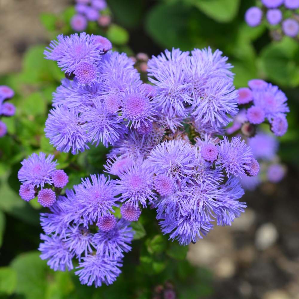 Ageratum Flower Seeds