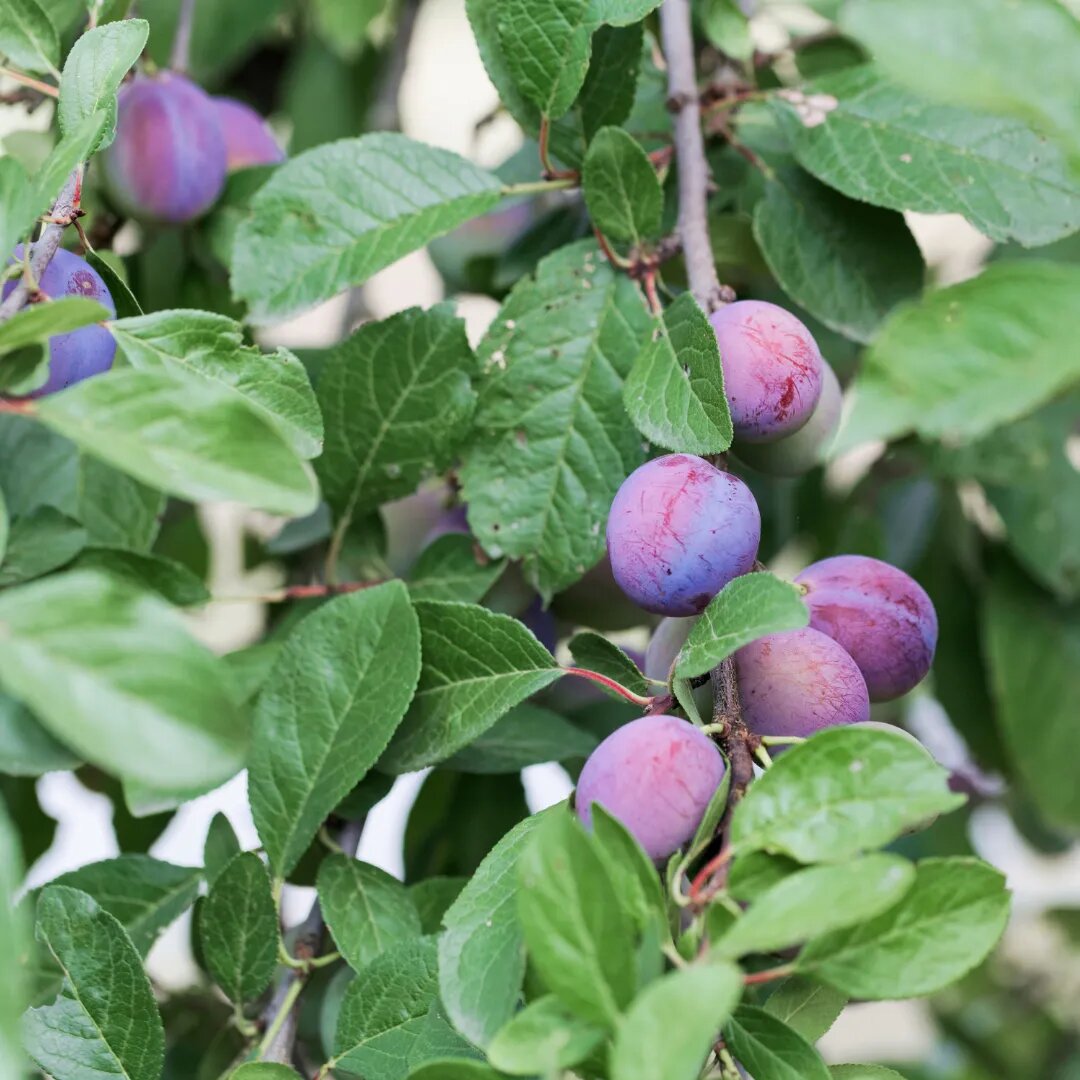 Alubukhara (Plum) Fruit Seeds