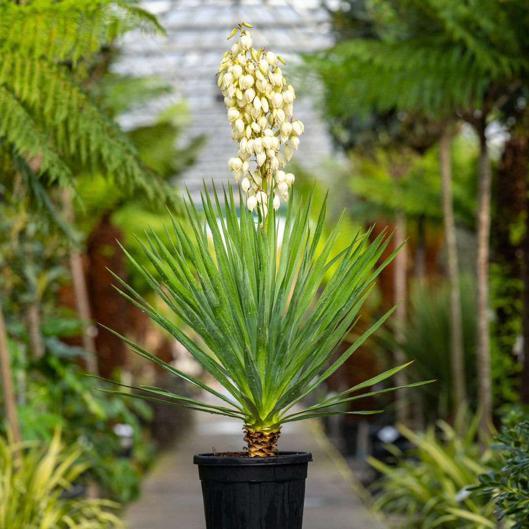 Yucca flower seeds