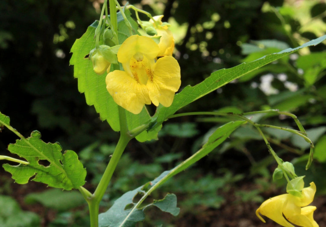 Native Seeds