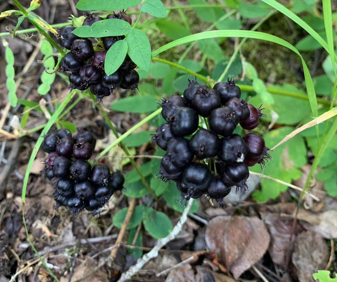 Sarsaparilla Plant Seeds