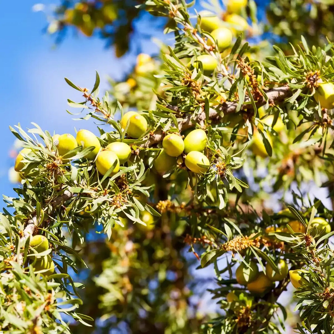 Argania Fruit Seeds