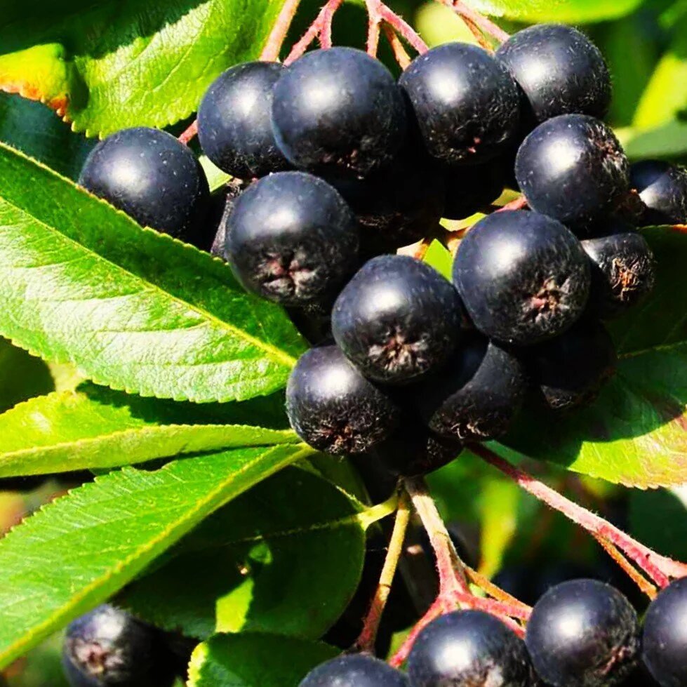 Aronia Melanocarpa Fruit Seeds
