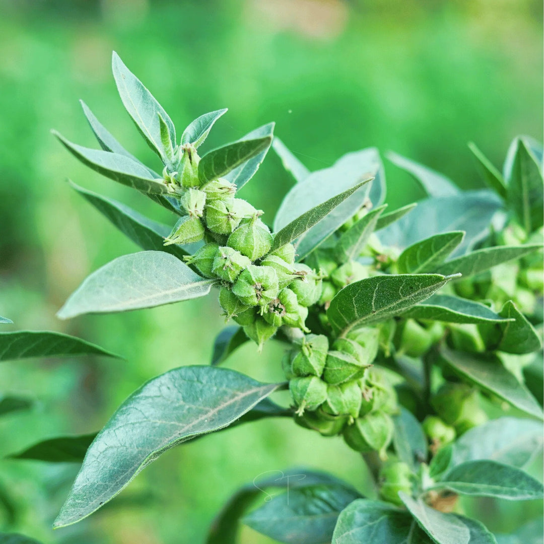 Ashwagandha seeds