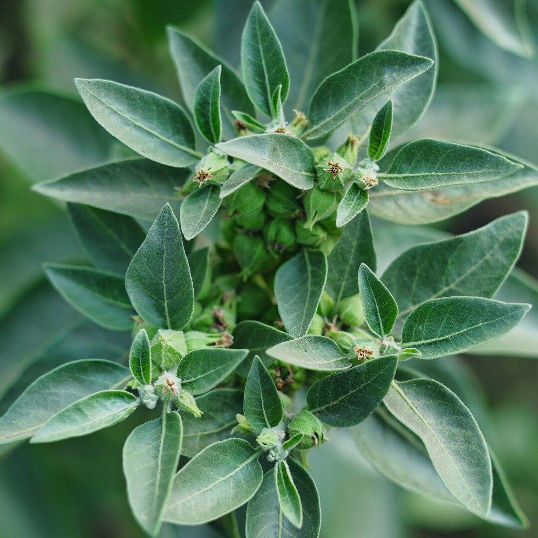 Ashwagandha Seeds