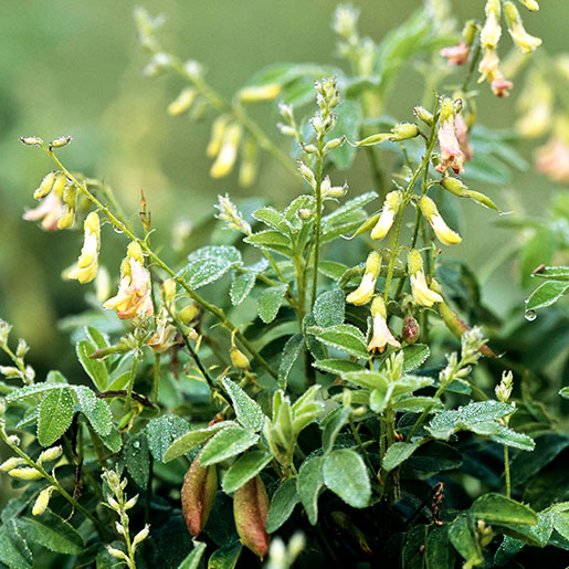 Astragalus Seeds