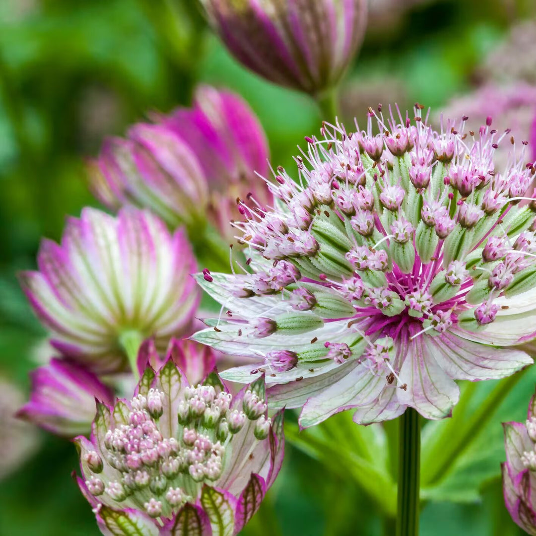 Astrantia flower seeds