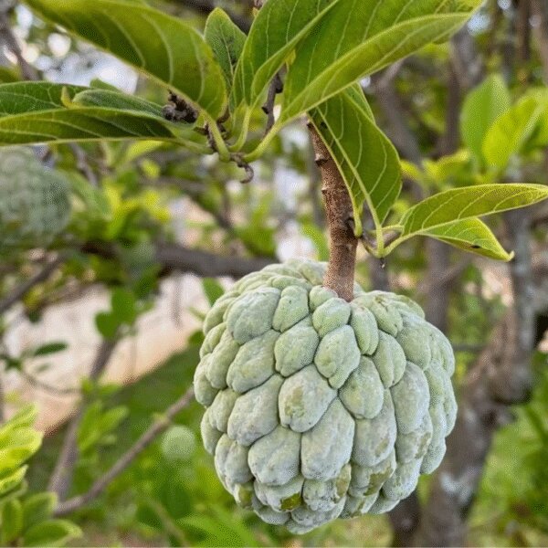 Annona Seeds