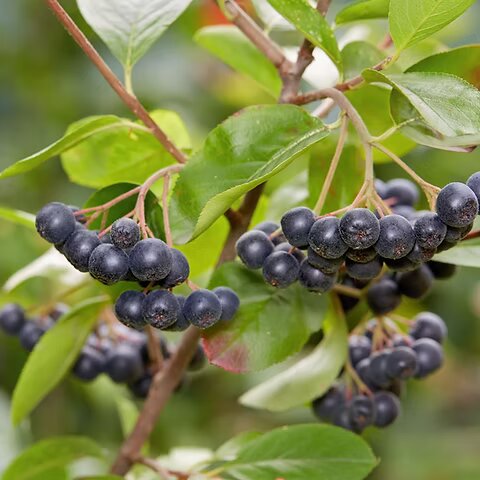 Chokeberry Plant Seeds