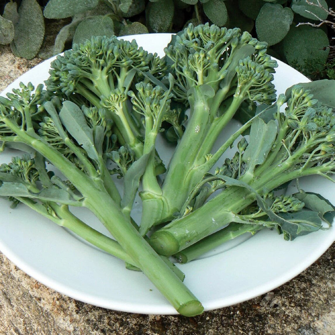 Garden Seeds