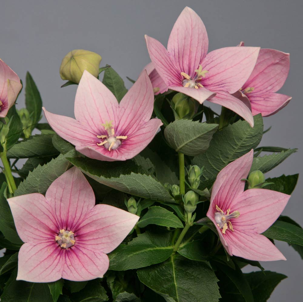 Balloon Flower seeds
