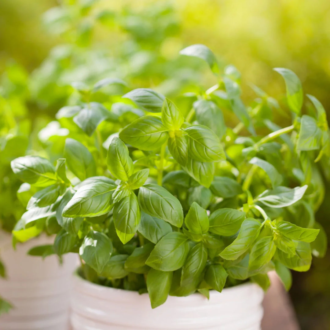 Basil herb seeds