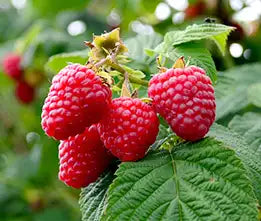 berry fruit seeds, blueberry seeds, strawberry seeds, bearberry seeds