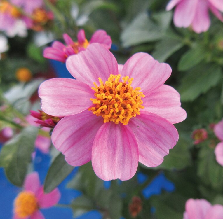Biden Flower seeds