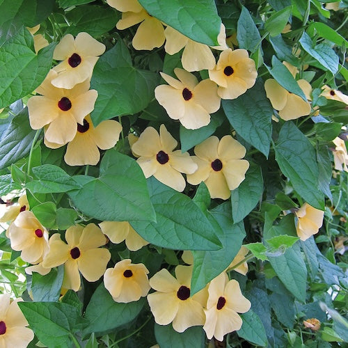 Black-Eyed Susan Vine seeds