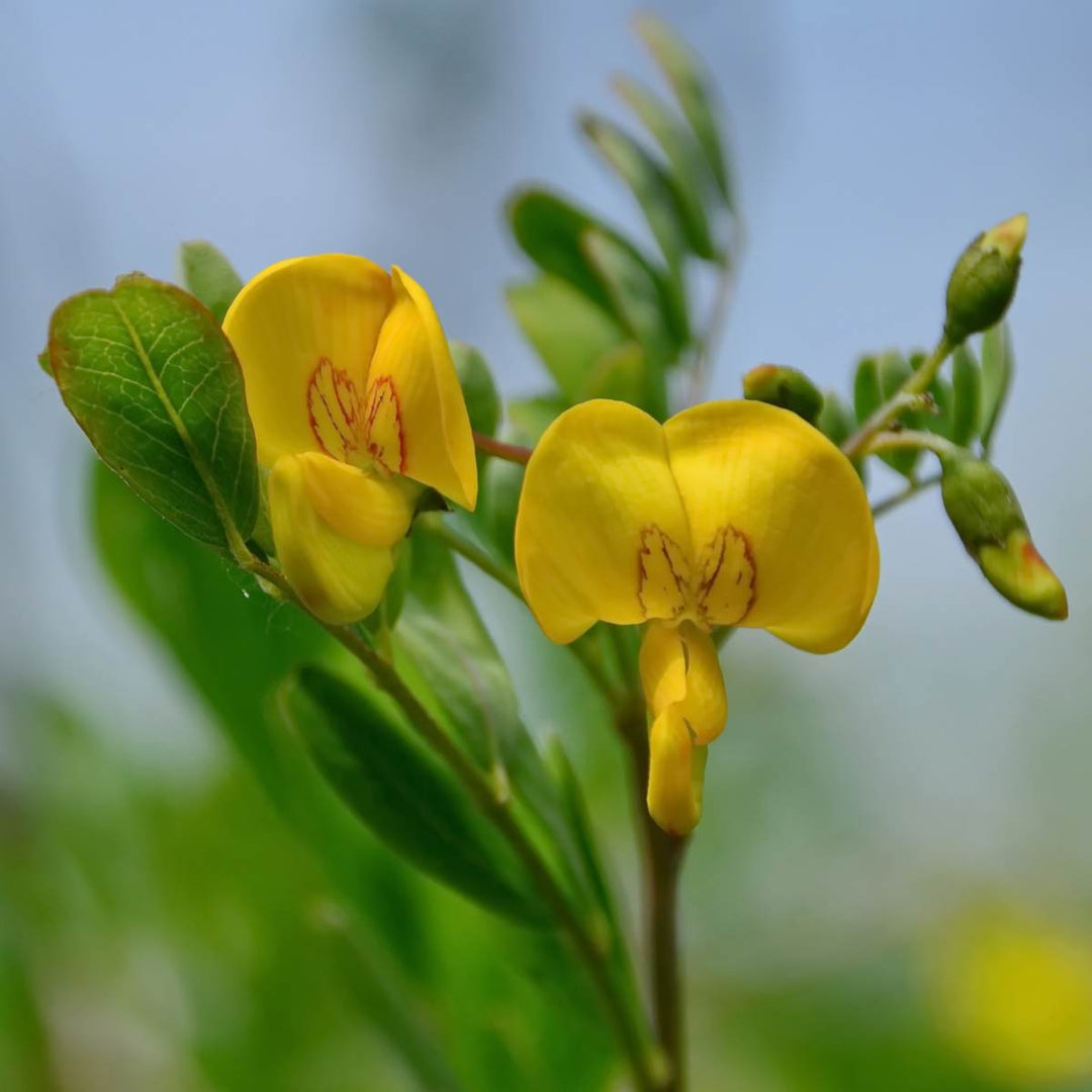 Bladder Senna Bush Plant Seeds 