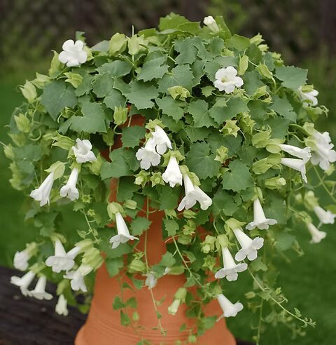 Lophospermum Flower Seeds