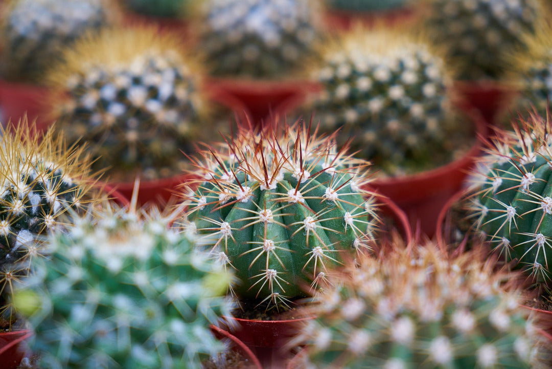 Cactus Herb Seeds