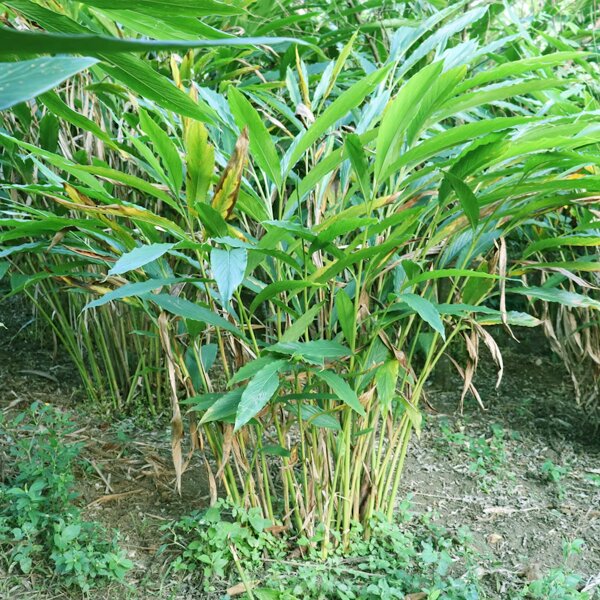 Cardamom Plant Seeds