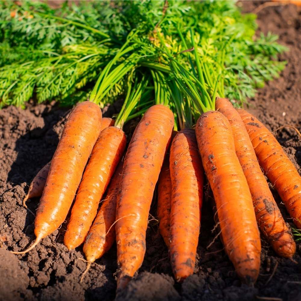 Carrot seeds, carrot vegetable seeds