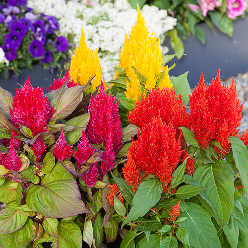 Celosia Flower Seeds