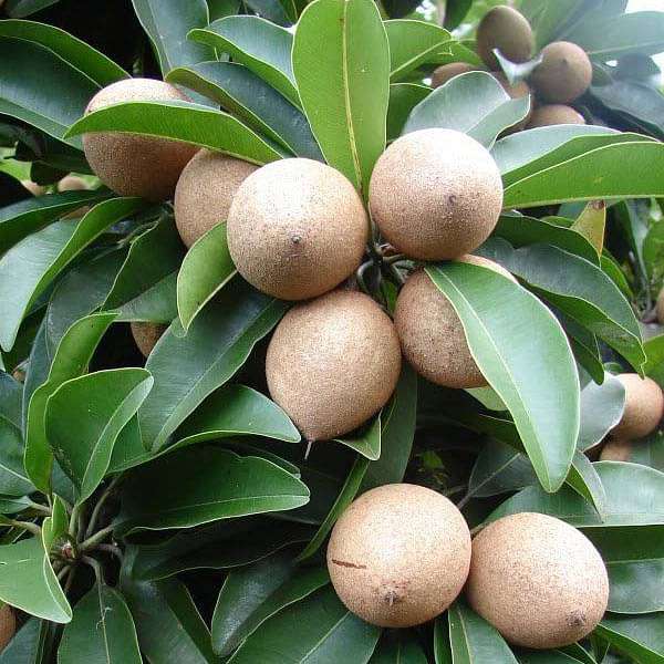Manilkara Zapota Fruit Seeds