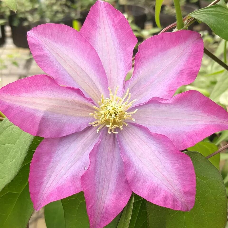 Clematis Flower Seeds