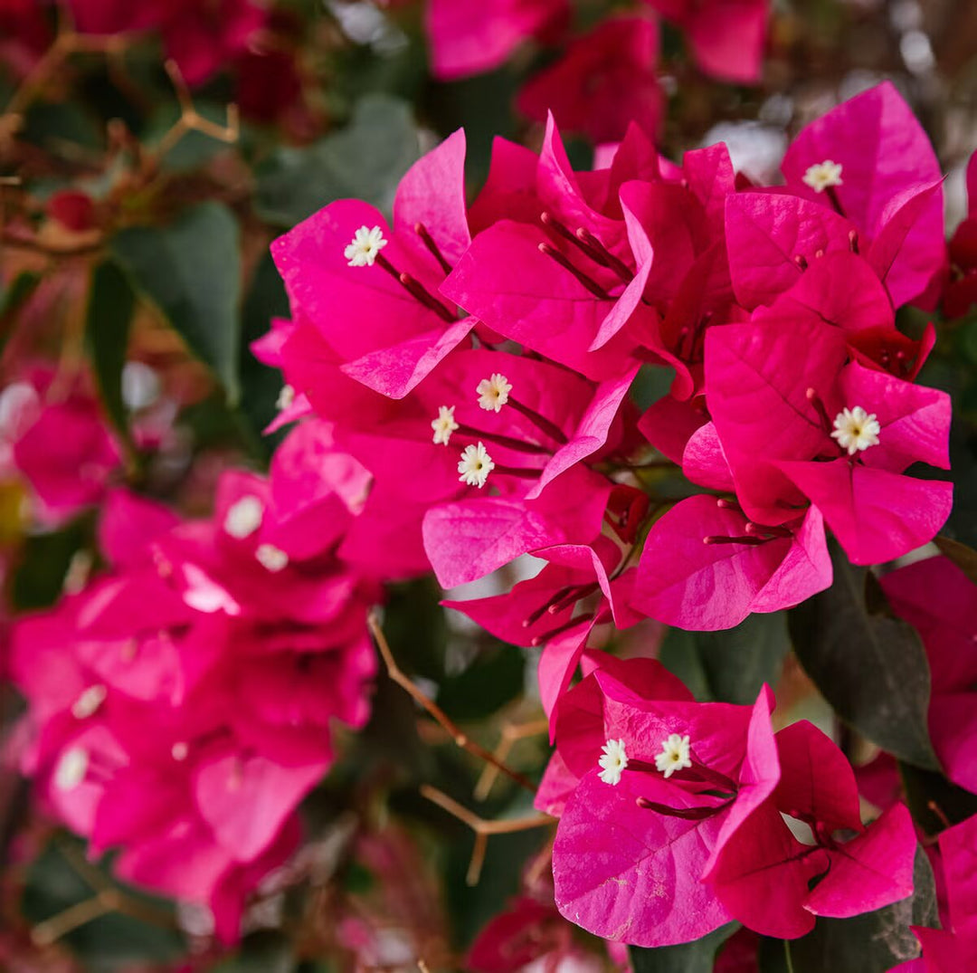 Bougainvillea Flower Seeds