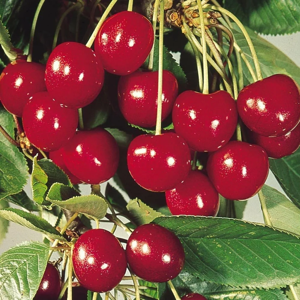 cherry fruit seeds