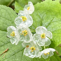 Diphylleia grayi Seeds 