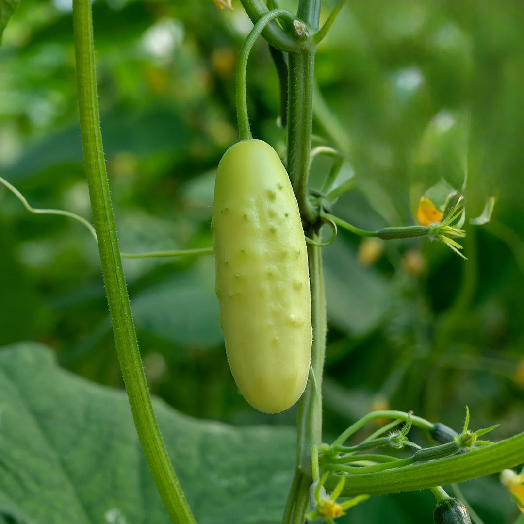 Cucumber Seeds