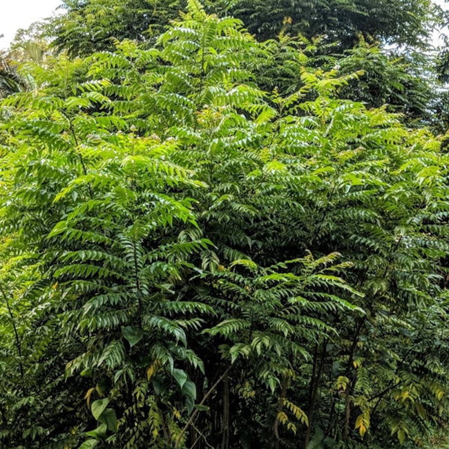 Curry Leaf Seeds