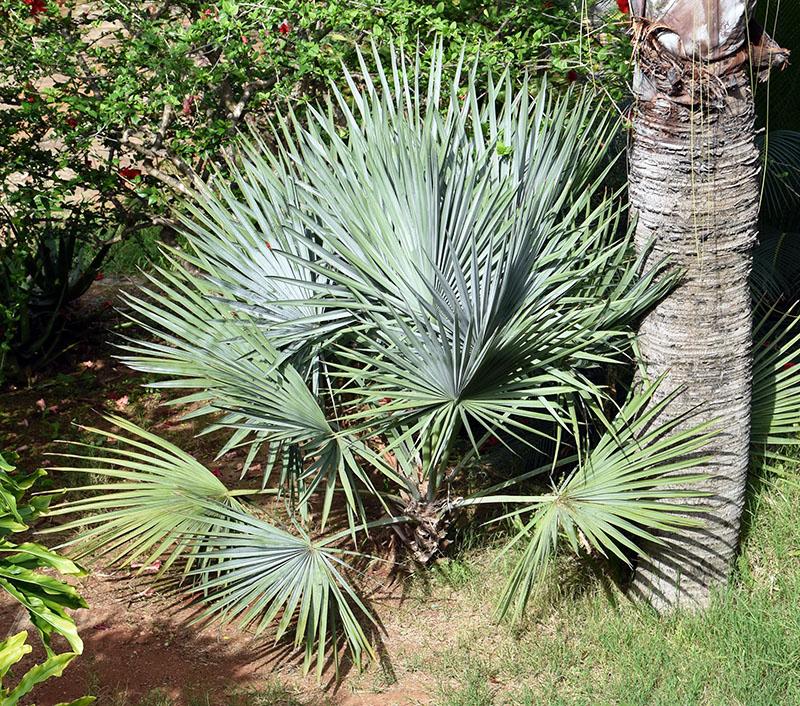 Brahea Decumbens Plant Seeds 