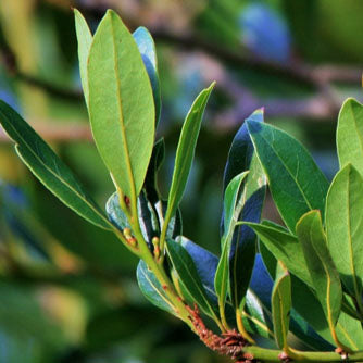 Bay Laurel