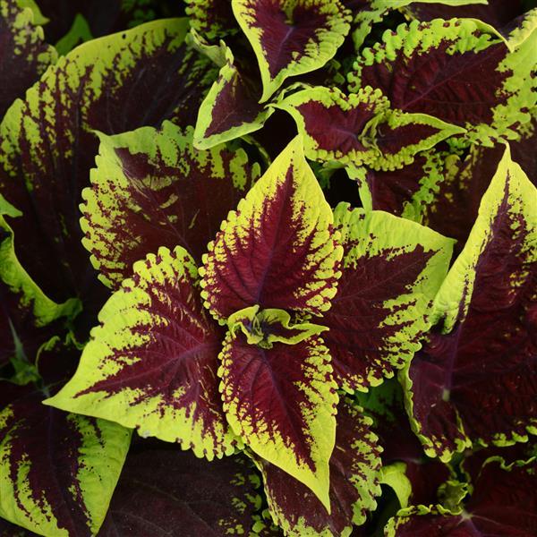 Coleus seeds