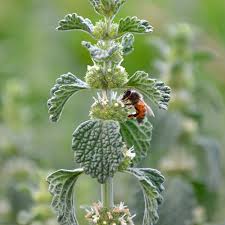 Horehound Herb Seeds