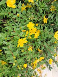 Hypericum Patulum Plant Seeds