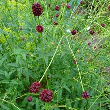 Burnet Sanguisorba Herb Seeds