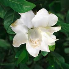 Gardenias Flower Seeds