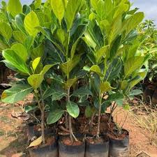 Claviflora Jackal’s Plant Seeds