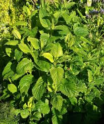 Lemon Balm Mint Seeds