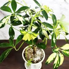 Schefflera Plant Seeds
