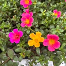 Portulaca Grandiflora seeds