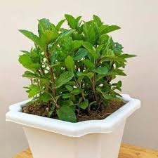 Peppermint Plant Seeds