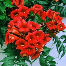 Hummingbird Vine flower seeds