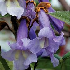Paulownia flower seeds