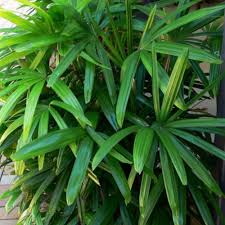 Rhapis Seeds