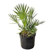 Serenoa Repens Plant Seeds